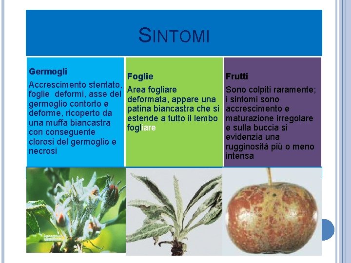 SINTOMI Germogli Foglie Accrescimento stentato, Area fogliare foglie deformi, asse del deformata, appare una