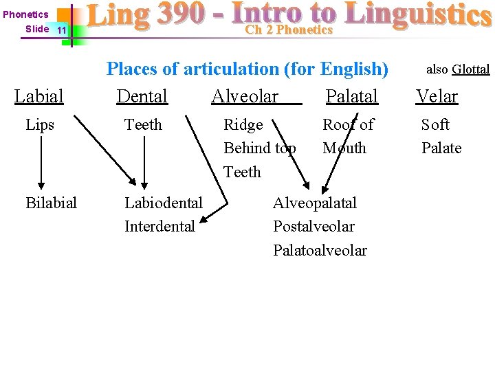 Phonetics Ch 2 Phonetics Slide 11 Labial Places of articulation (for English) Dental Alveolar