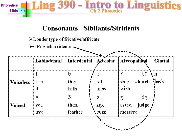 Phonetics Slide 18 Ch 2 Phonetics Consonants - Sibilants/Stridents ØLouder type of fricative/affricate Ø