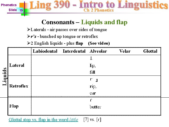 Phonetics Ch 2 Phonetics Slide 19 Consonants – Liquids and flap Liquids ØLaterals -