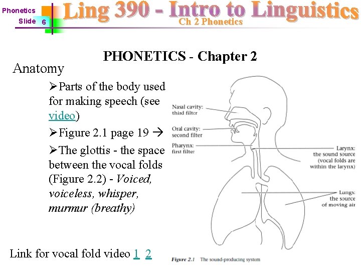 Phonetics Ch 2 Phonetics Slide 6 Anatomy PHONETICS - Chapter 2 ØParts of the