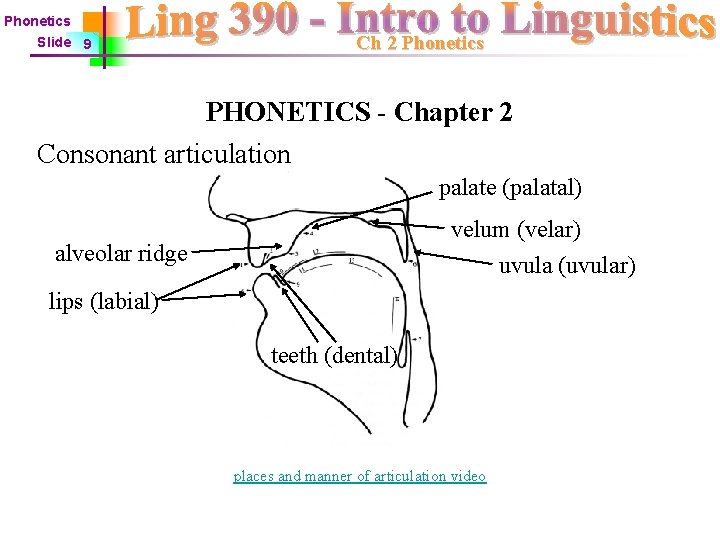 Phonetics Ch 2 Phonetics Slide 9 PHONETICS - Chapter 2 Consonant articulation palate (palatal)