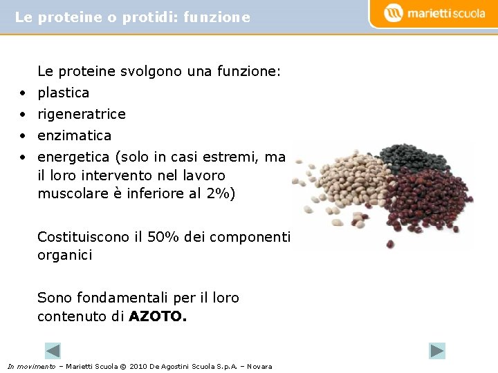 Le proteine o protidi: funzione Le proteine svolgono una funzione: • plastica • rigeneratrice