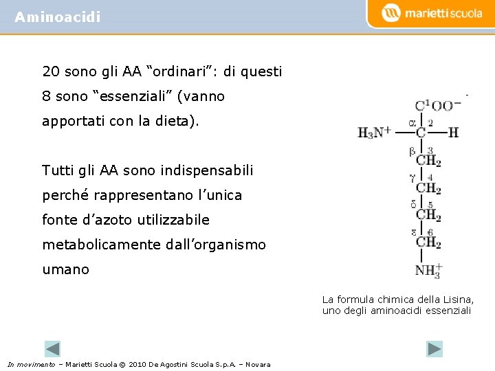 Aminoacidi 20 sono gli AA “ordinari”: di questi 8 sono “essenziali” (vanno apportati con