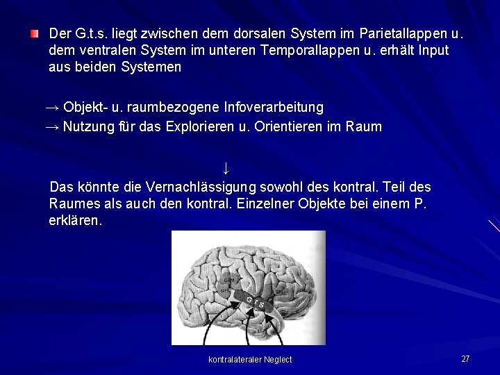 Der G. t. s. liegt zwischen dem dorsalen System im Parietallappen u. dem ventralen