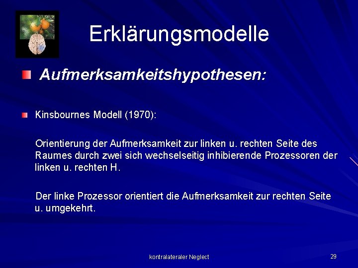 Erklärungsmodelle Aufmerksamkeitshypothesen: Kinsbournes Modell (1970): Orientierung der Aufmerksamkeit zur linken u. rechten Seite des