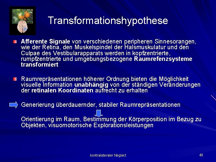 Transformationshypothese Afferente Signale von verschiedenen peripheren Sinnesorangen, wie der Retina, den Muskelspindel der Halsmuskulatur