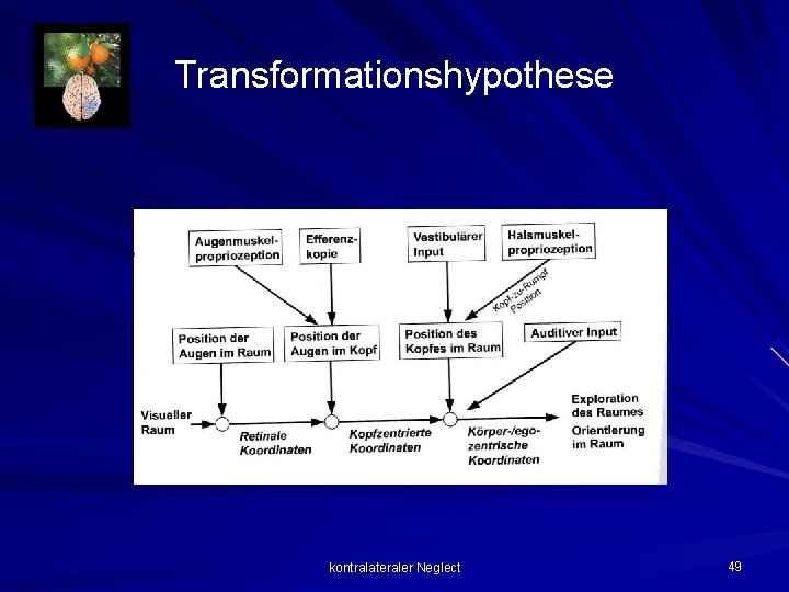 Transformationshypothese kontralateraler Neglect 49 