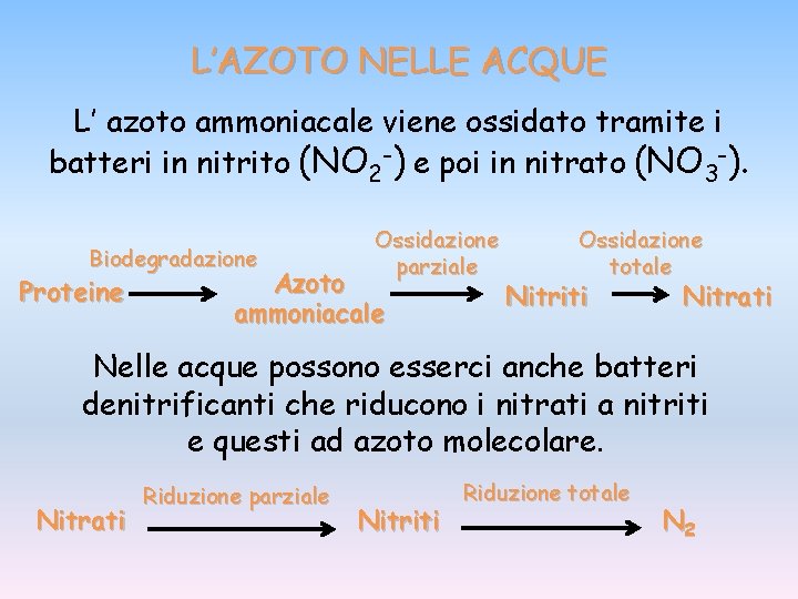 L’AZOTO NELLE ACQUE L’ azoto ammoniacale viene ossidato tramite i batteri in nitrito (NO L’AZOTO NELLE ACQUE L’ azoto ammoniacale viene ossidato tramite i batteri in nitrito (NO