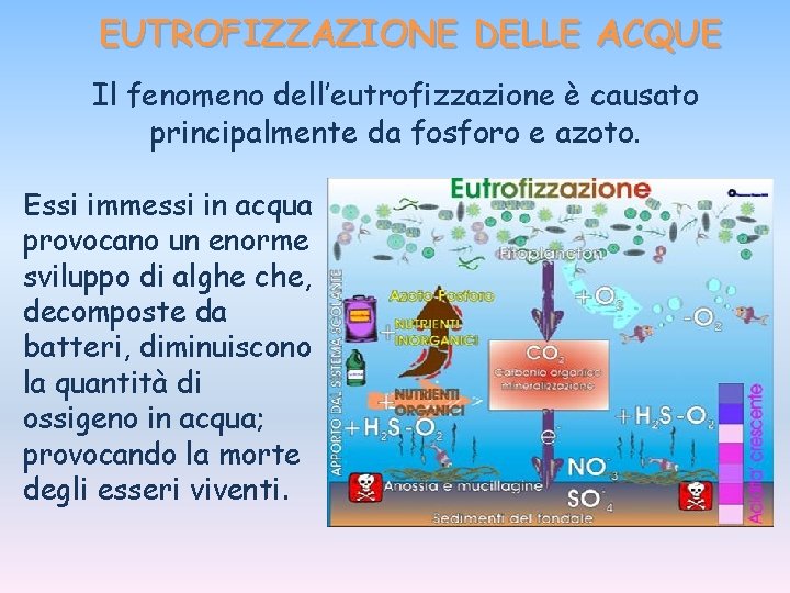 EUTROFIZZAZIONE DELLE ACQUE Il fenomeno dell’eutrofizzazione è causato principalmente da fosforo e azoto. Essi EUTROFIZZAZIONE DELLE ACQUE Il fenomeno dell’eutrofizzazione è causato principalmente da fosforo e azoto. Essi