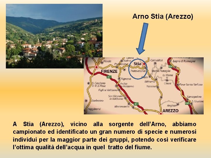 Arno Stia (Arezzo) A Stia (Arezzo), vicino alla sorgente dell’Arno, abbiamo campionato ed identificato Arno Stia (Arezzo) A Stia (Arezzo), vicino alla sorgente dell’Arno, abbiamo campionato ed identificato