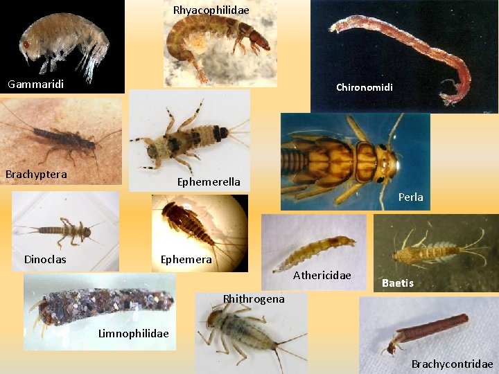 Rhyacophilidae Gammaridi Chironomidi Brachyptera Ephemerella Perla Dinoclas Ephemera Athericidae Baetis Rhithrogena Limnophilidae Brachycontridae Rhyacophilidae Gammaridi Chironomidi Brachyptera Ephemerella Perla Dinoclas Ephemera Athericidae Baetis Rhithrogena Limnophilidae Brachycontridae