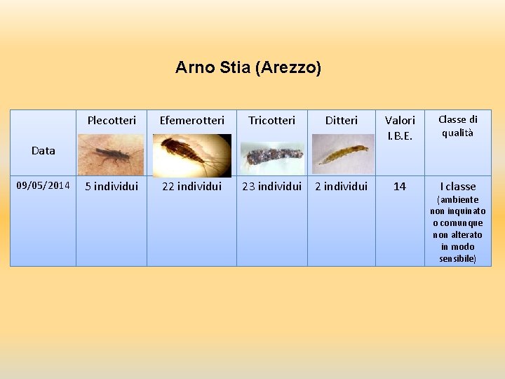 Arno Stia (Arezzo) Plecotteri Efemerotteri Tricotteri Ditteri Valori I. B. E. Classe di qualità Arno Stia (Arezzo) Plecotteri Efemerotteri Tricotteri Ditteri Valori I. B. E. Classe di qualità