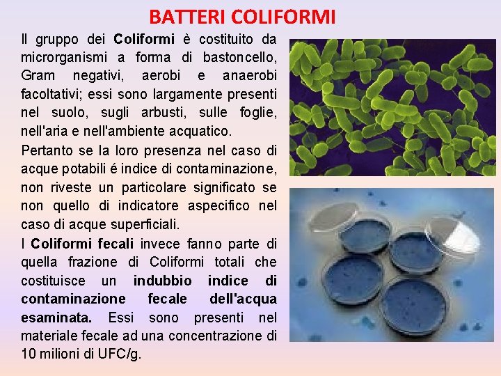 BATTERI COLIFORMI Il gruppo dei Coliformi è costituito da microrganismi a forma di bastoncello, BATTERI COLIFORMI Il gruppo dei Coliformi è costituito da microrganismi a forma di bastoncello,