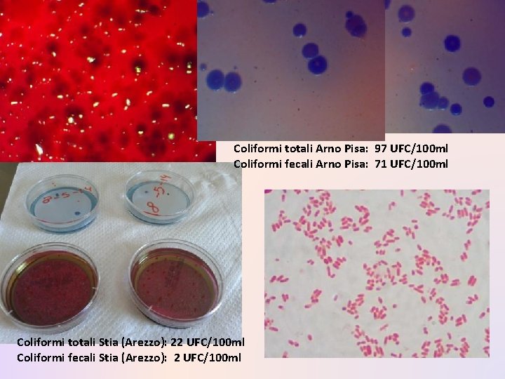 Coliformi totali Arno Pisa: 97 UFC/100 ml Coliformi fecali Arno Pisa: 71 UFC/100 ml Coliformi totali Arno Pisa: 97 UFC/100 ml Coliformi fecali Arno Pisa: 71 UFC/100 ml