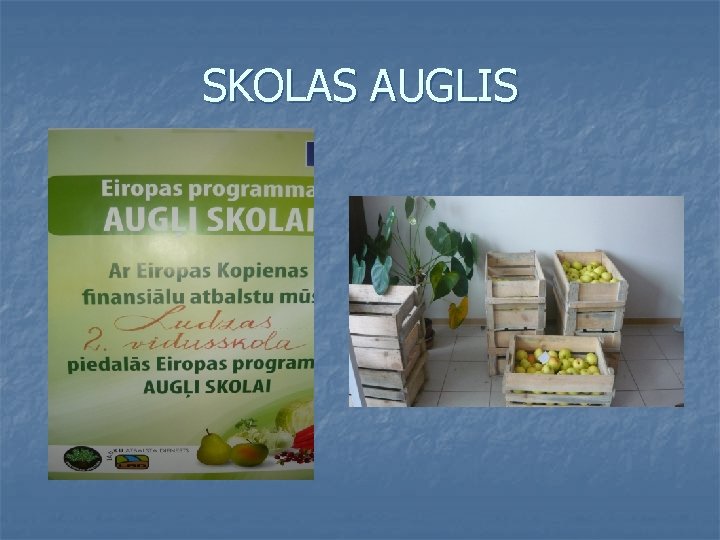 SKOLAS AUGLIS 