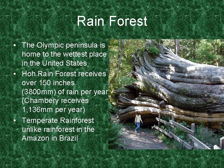 Rain Forest • The Olympic peninsula is home to the wettest place in the