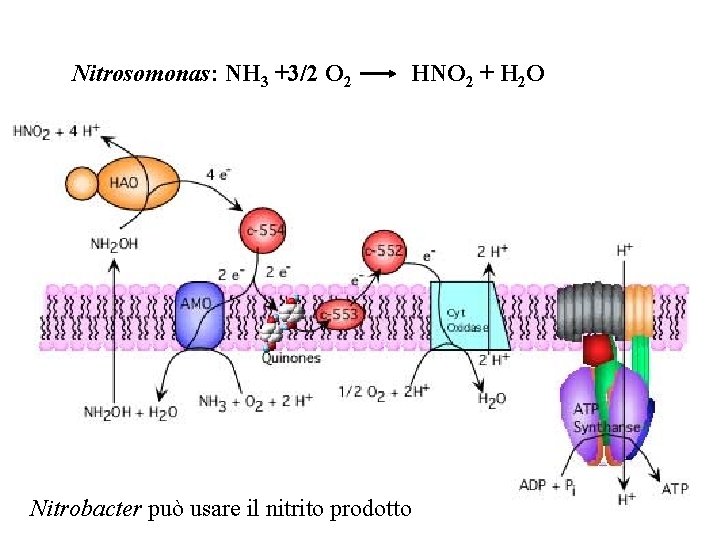 Nitrosomonas: NH 3 +3/2 O 2 HNO 2 + H 2 O Nitrobacter può