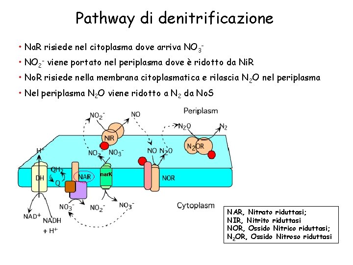 Pathway di denitrificazione • Na. R risiede nel citoplasma dove arriva NO 3 •