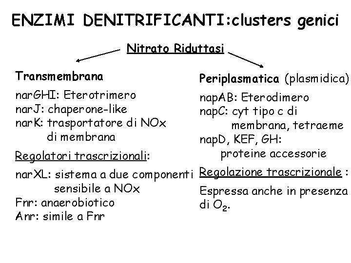 ENZIMI DENITRIFICANTI: clusters genici Nitrato Riduttasi Transmembrana Periplasmatica (plasmidica) nar. GHI: Eterotrimero nar. J:
