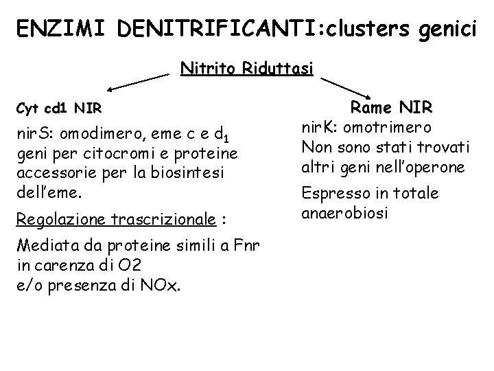 ENZIMI DENITRIFICANTI: clusters genici Nitrito Riduttasi Cyt cd 1 NIR nir. S: omodimero, eme