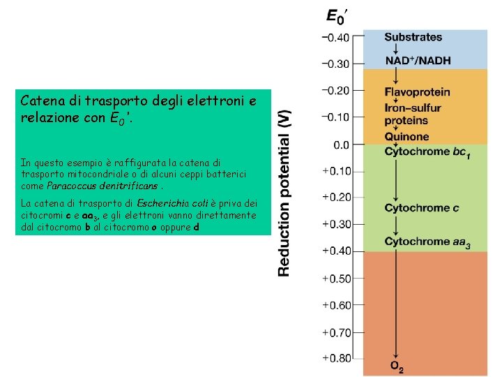 Catena di trasporto degli elettroni e relazione con E 0'. In questo esempio è