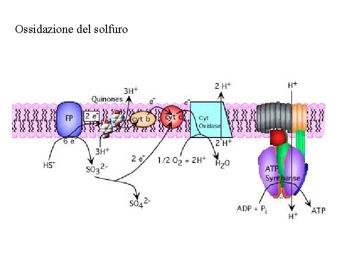 Ossidazione del solfuro 
