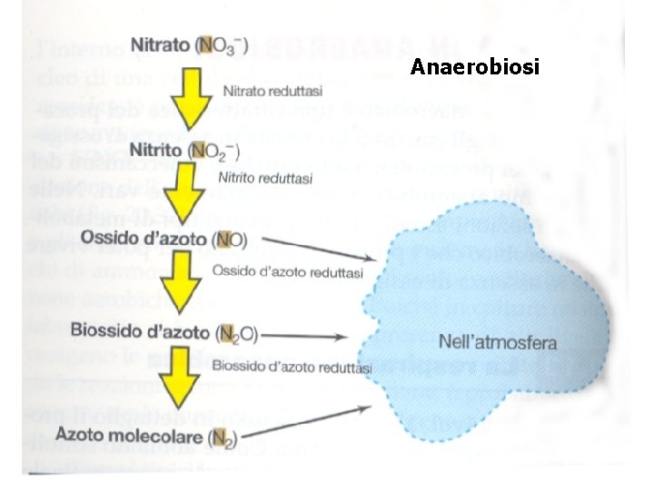 Anaerobiosi 