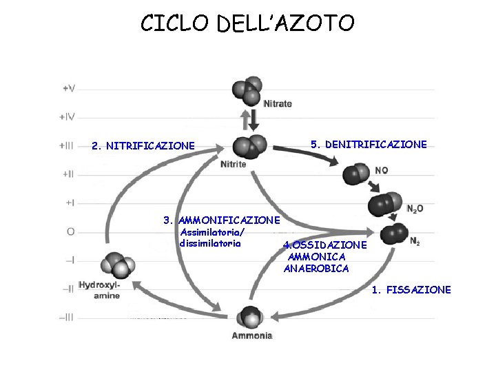 CICLO DELL’AZOTO 2. NITRIFICAZIONE 5. DENITRIFICAZIONE 3. AMMONIFICAZIONE Assimilatoria/ dissimilatoria 4. OSSIDAZIONE AMMONICA ANAEROBICA