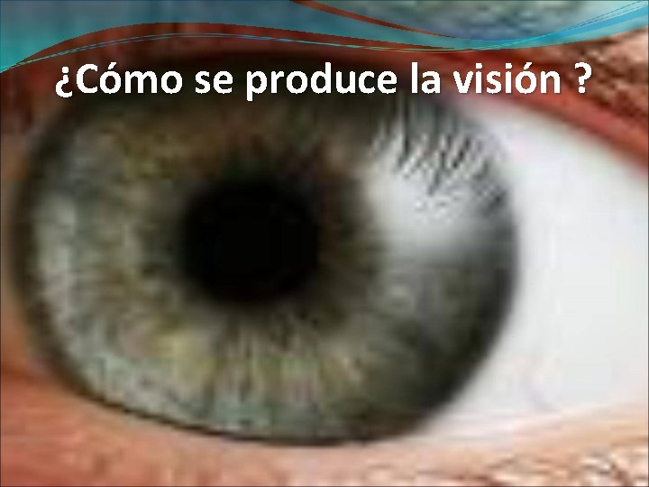 ¿Cómo se produce la visión ? 