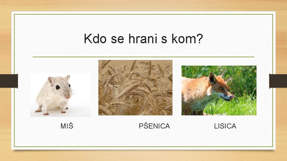 Kdo se hrani s kom? MIŠ PŠENICA LISICA 