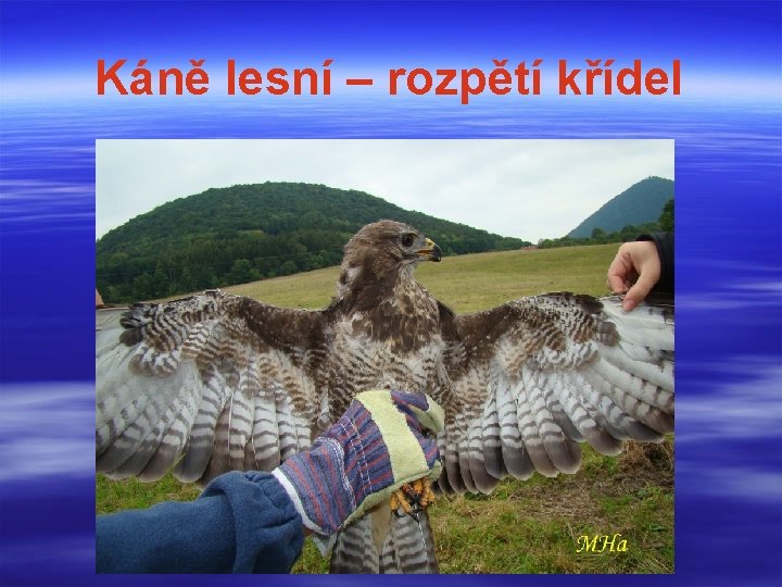 Káně lesní – rozpětí křídel 