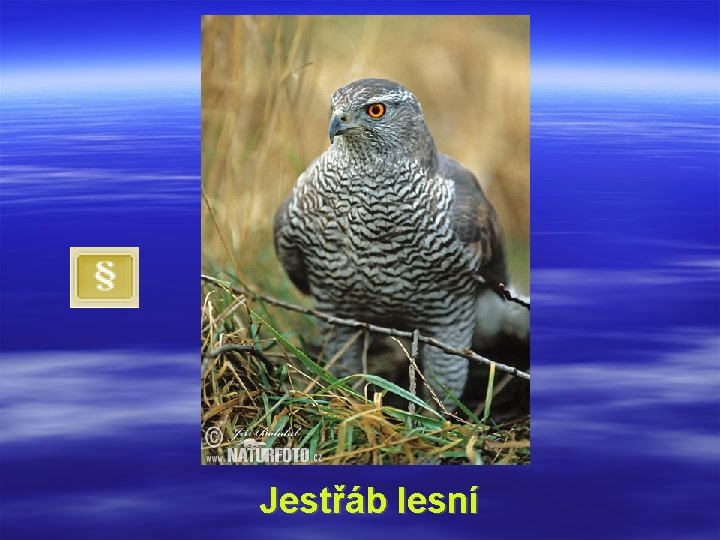 Jestřáb lesní 