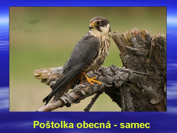 Poštolka obecná - samec 