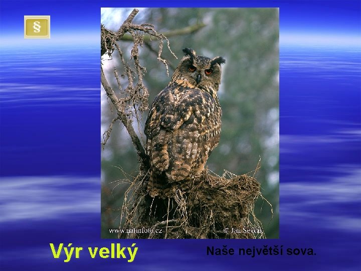 Výr velký Naše největší sova. 