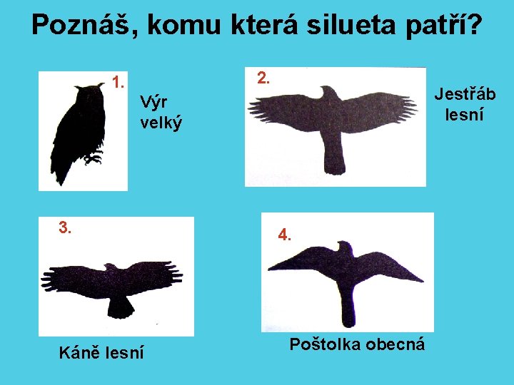 Poznáš, komu která silueta patří? 2. 1. Jestřáb lesní Výr velký 3. Káně lesní