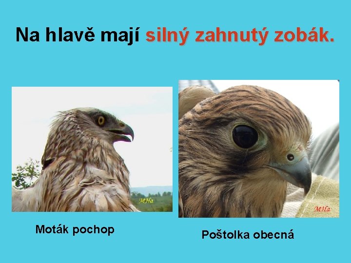 Na hlavě mají silný zahnutý zobák. Moták pochop Poštolka obecná 