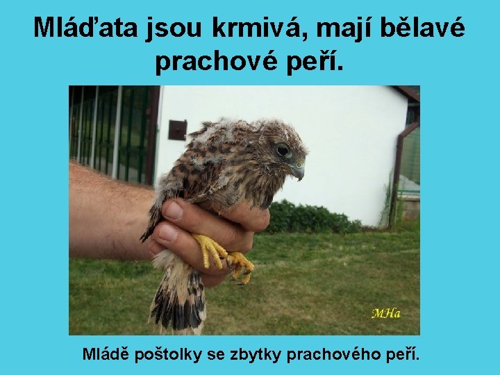 Mláďata jsou krmivá, mají bělavé prachové peří. Mládě poštolky se zbytky prachového peří. 