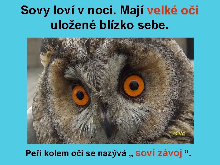 Sovy loví v noci. Mají velké oči uložené blízko sebe. Peří kolem očí se