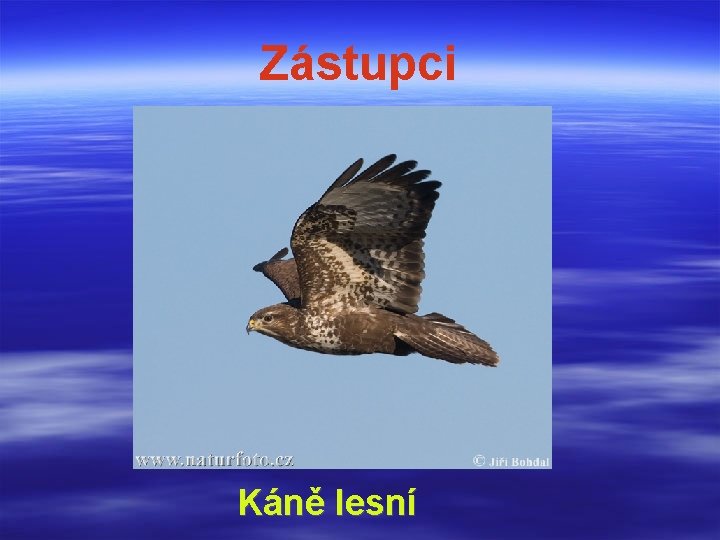 Zástupci Káně lesní 