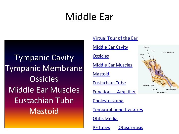 Middle Ear Virtual Tour of the Ear Middle Ear Cavity Tympanic Membrane Ossicles Middle