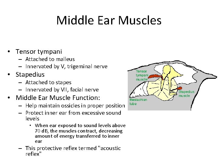 Middle Ear Muscles • Tensor tympani – Attached to malleus – Innervated by V,