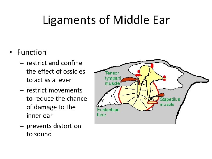 Ligaments of Middle Ear • Function – restrict and confine the effect of ossicles