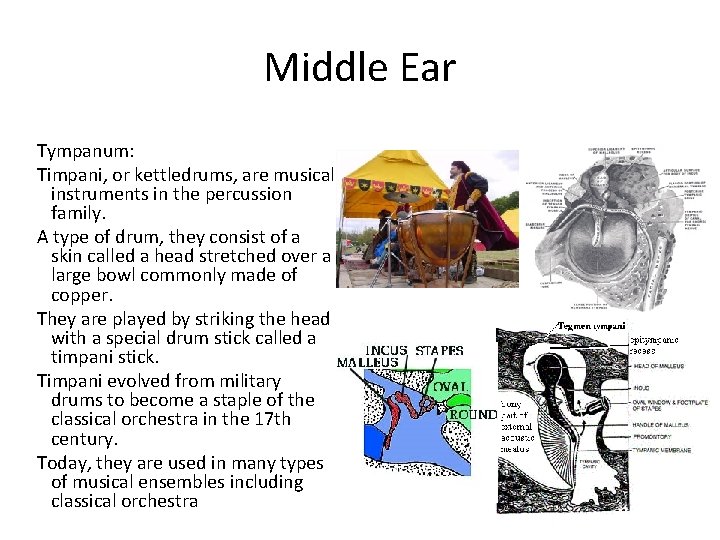 Middle Ear Tympanum: Timpani, or kettledrums, are musical instruments in the percussion family. A