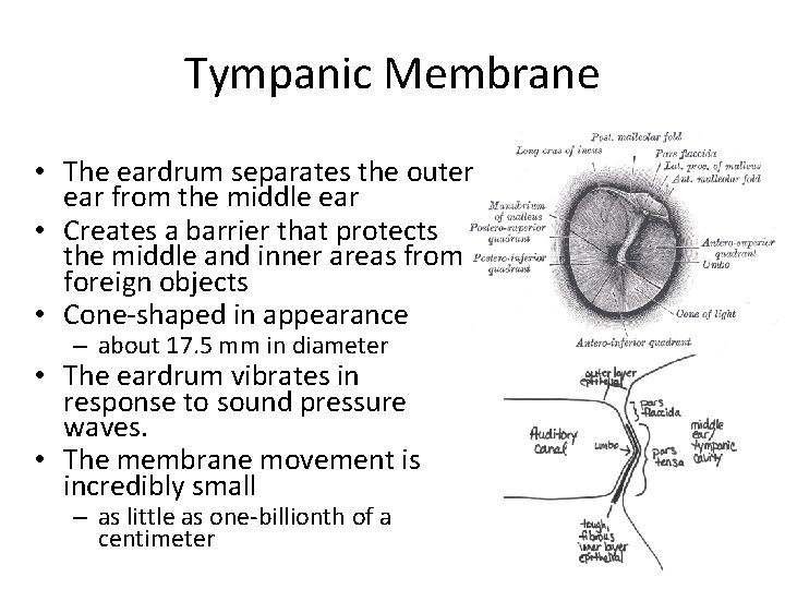 Tympanic Membrane • The eardrum separates the outer ear from the middle ear •