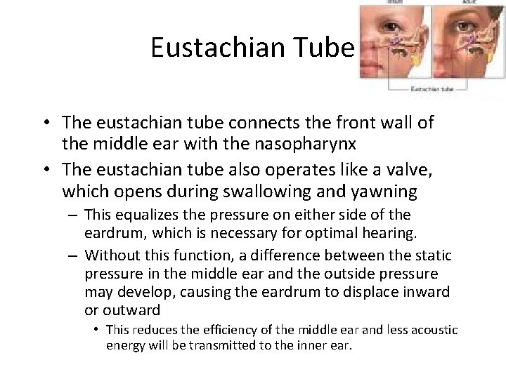 Eustachian Tube • The eustachian tube connects the front wall of the middle ear