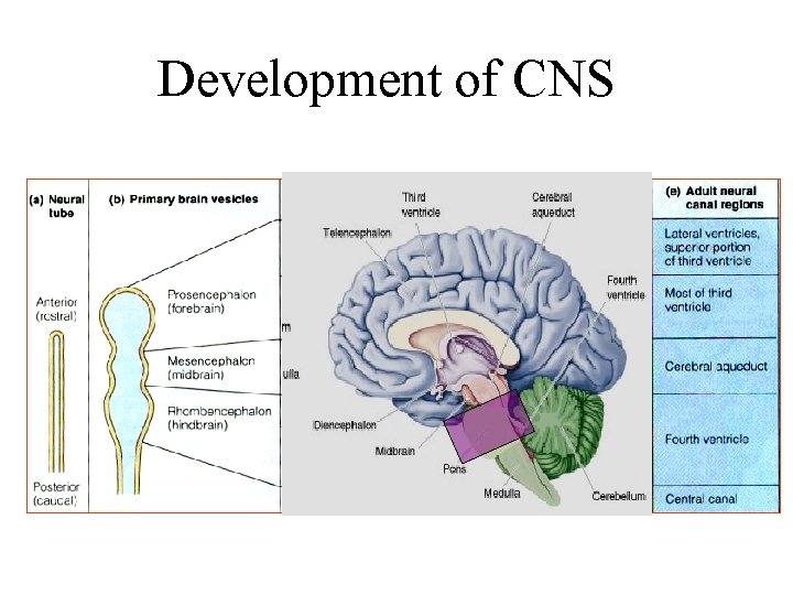 Development of CNS Development of CNS