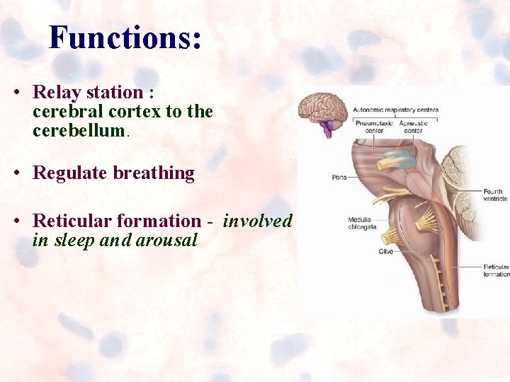 Functions: • Relay station : cerebral cortex to the cerebellum. • Regulate breathing • Functions: • Relay station : cerebral cortex to the cerebellum. • Regulate breathing •