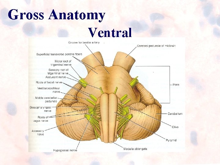 Gross Anatomy Ventral Gross Anatomy Ventral