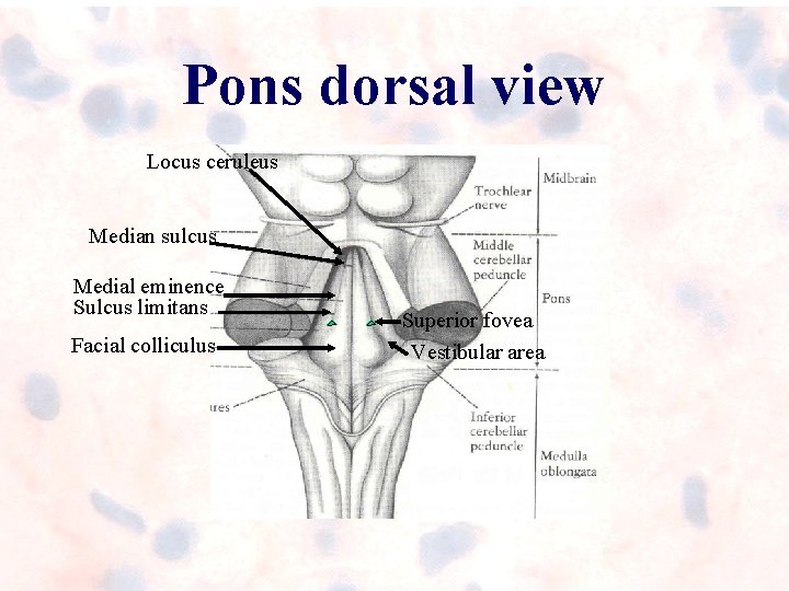 Pons dorsal view Locus ceruleus Median sulcus Medial eminence Sulcus limitans Facial colliculus Superior Pons dorsal view Locus ceruleus Median sulcus Medial eminence Sulcus limitans Facial colliculus Superior